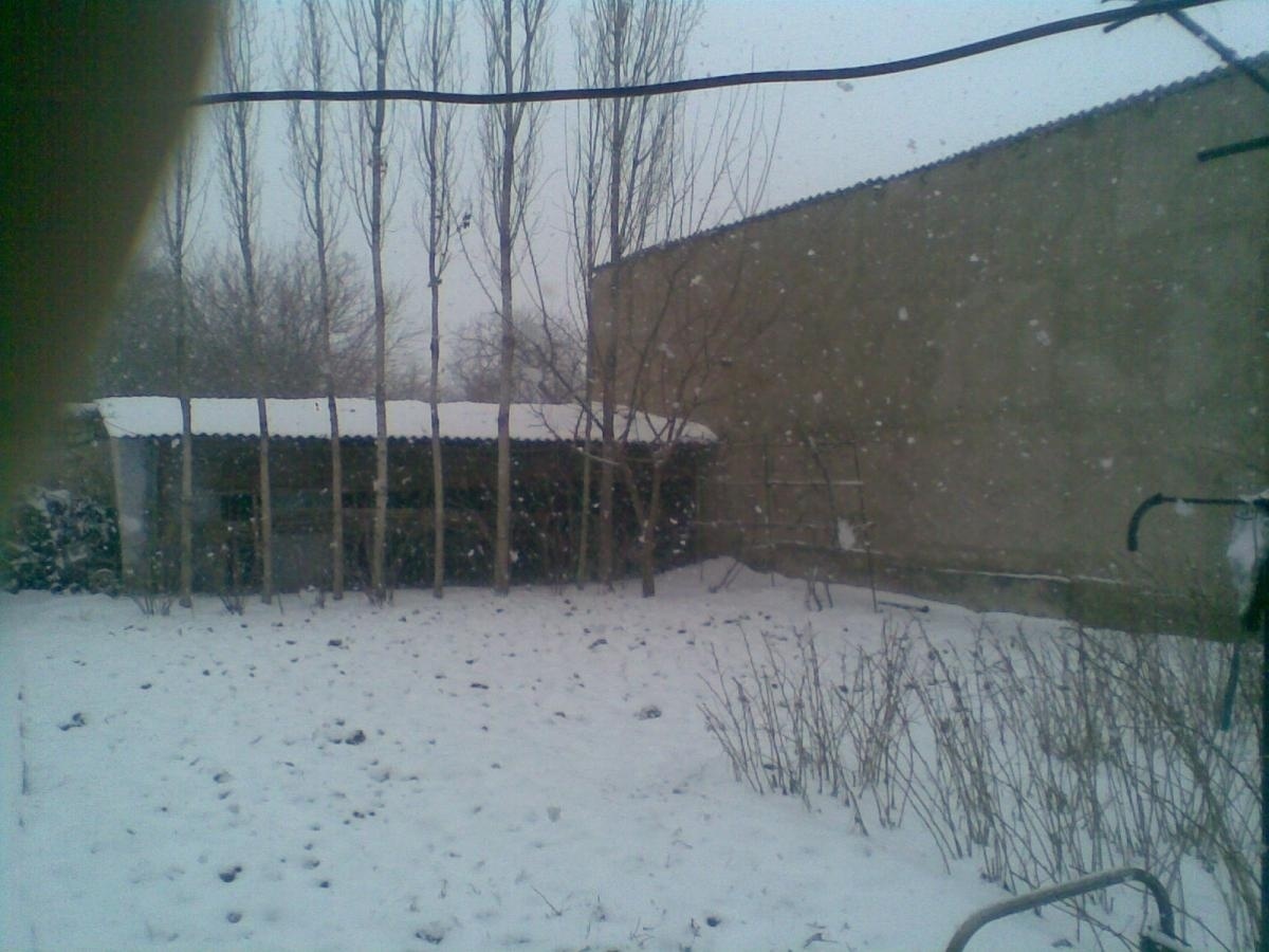31 января 2014г.падал снег..jpg